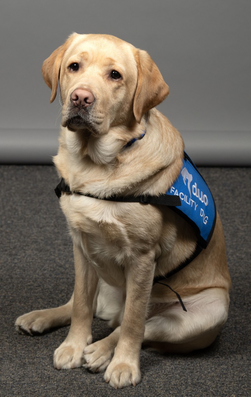 Image of Woody the Facility Dog